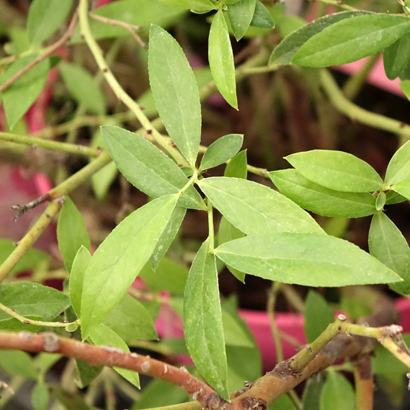 Vaccinium corymbosum x ashei Pink Berry (Foliage)