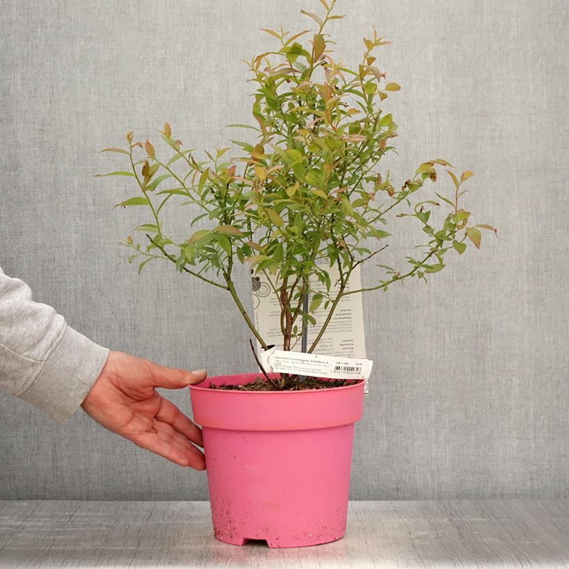 Vaccinium corymbosum x ashei Pink Berry  2L/3L pot, Clump sample as delivered in spring