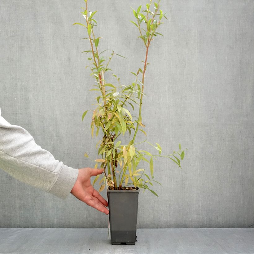 Vaccinium corymbosum x ashei Pink Berry  2L/3L pot, Clump sample as delivered in autumn