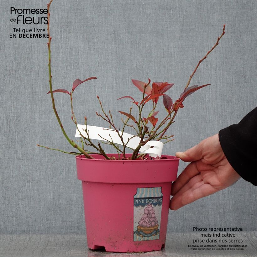 Vaccinium corymbosum Pink Bonbons- American Blueberry 2L/3L pot sample as delivered in autumn