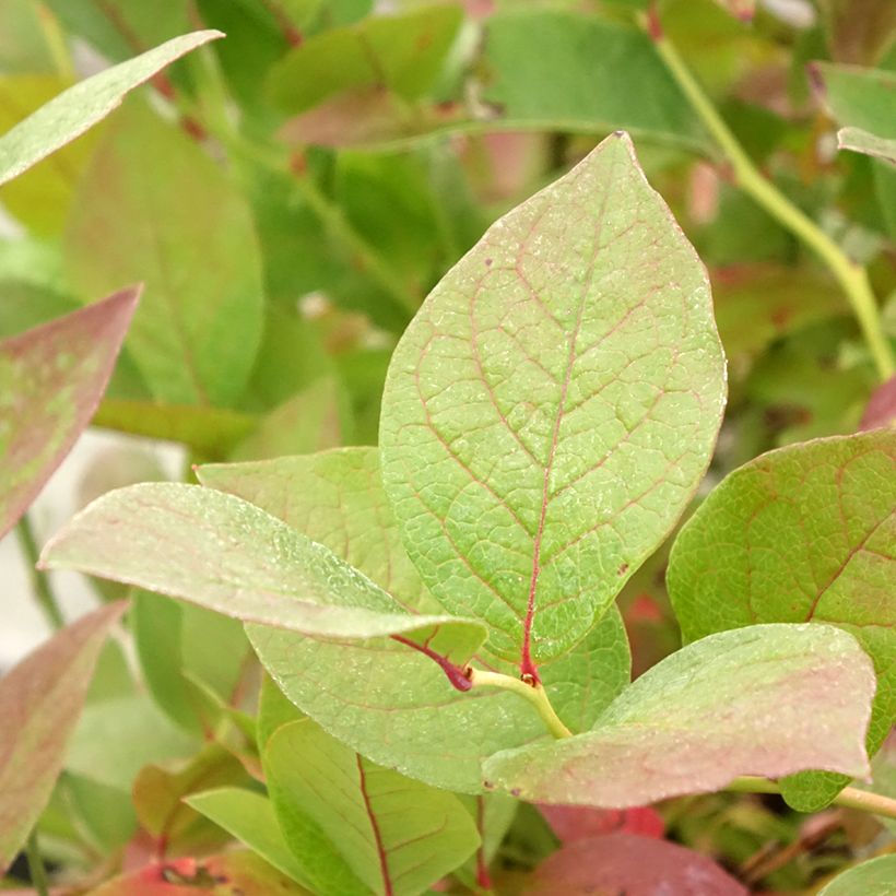 Vaccinium corymbosum Pink Bonbons- American Blueberry (Foliage)
