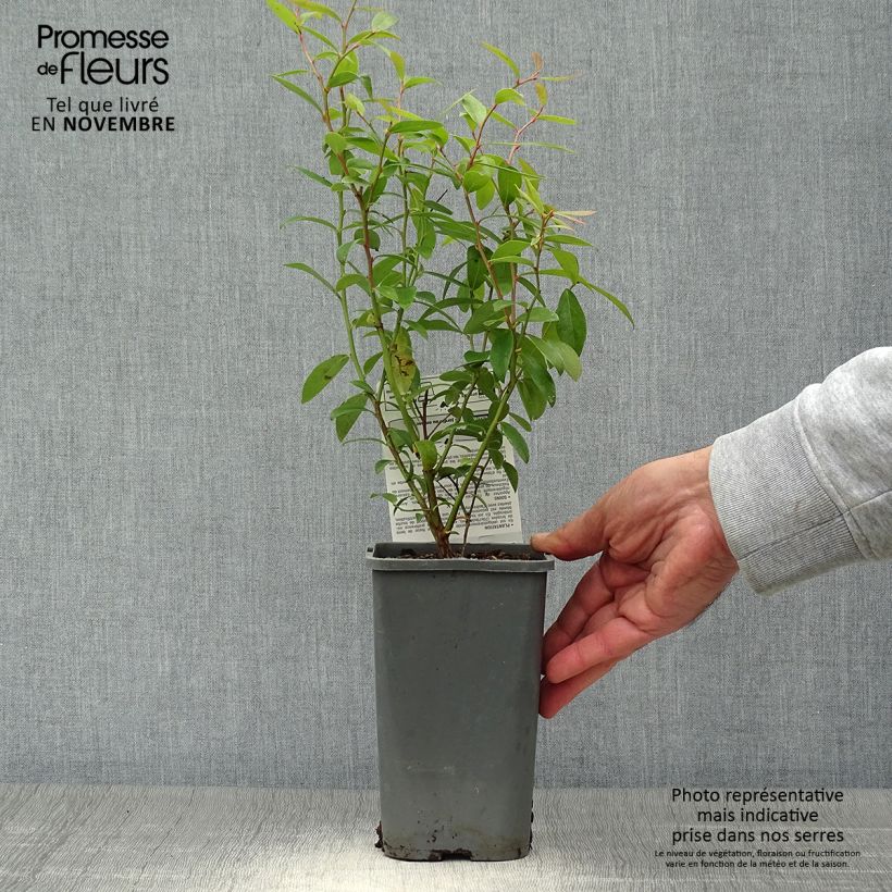 Vaccinium Pink Lemonade- Organic Blueberry 1.5L/2L pot, Bush sample as delivered in autumn