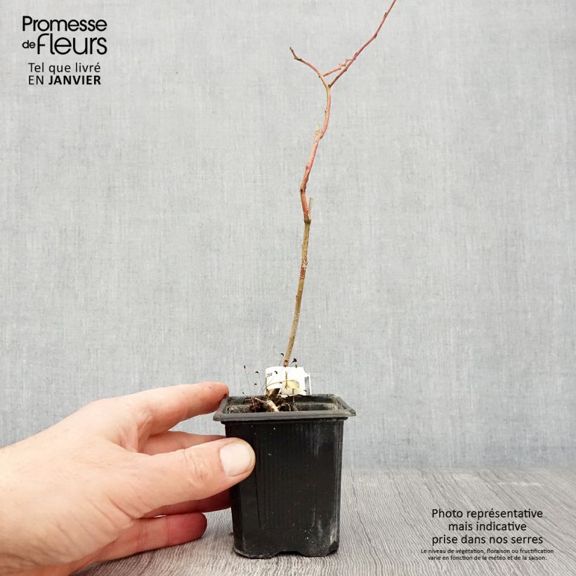 Example of Vaccinium corymbosum Yello!Berryblue- American Blueberry 8/9 cm pot, Bush as you get in hiver