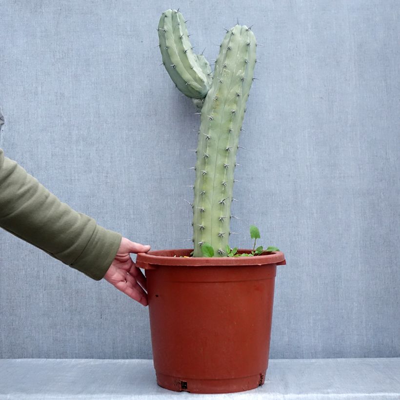 Myrtillocactus geometrizans - Blue candle cactus 7.5L/10L pot sample as delivered in winter