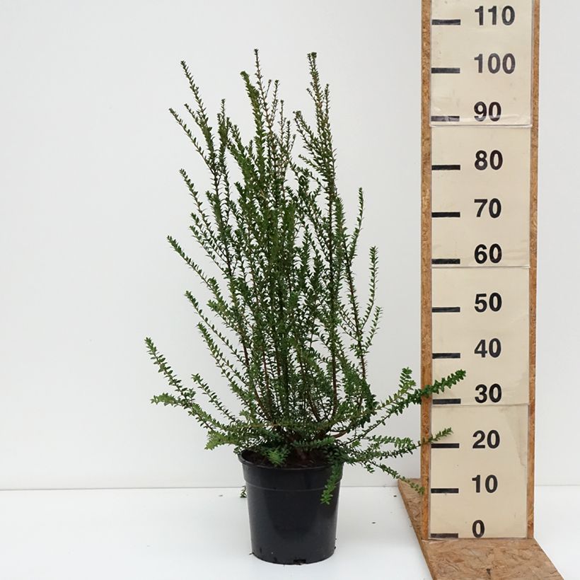 Myrtus communis subsp. tarentina 7.5L/10L pot sample as delivered in autumn