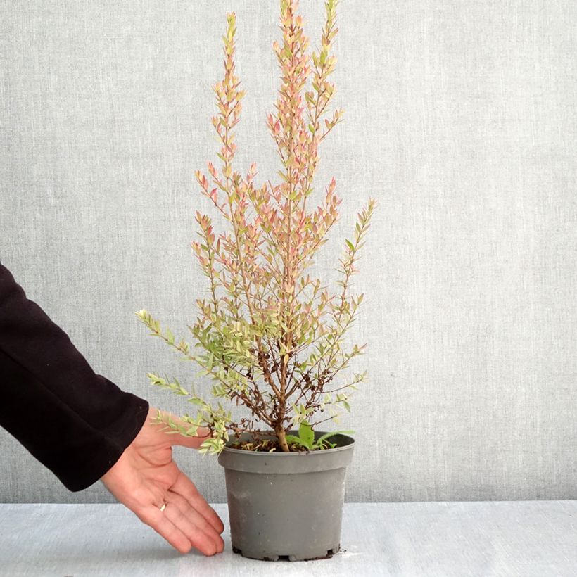 Myrtus communis Variegata 1.5L/2L pot sample as delivered in autumn