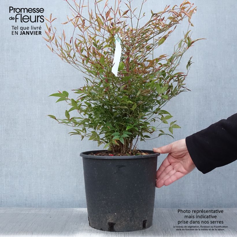 Nandina domestica - Sacred Bamboo 7.5L/10L pot sample as delivered in winter