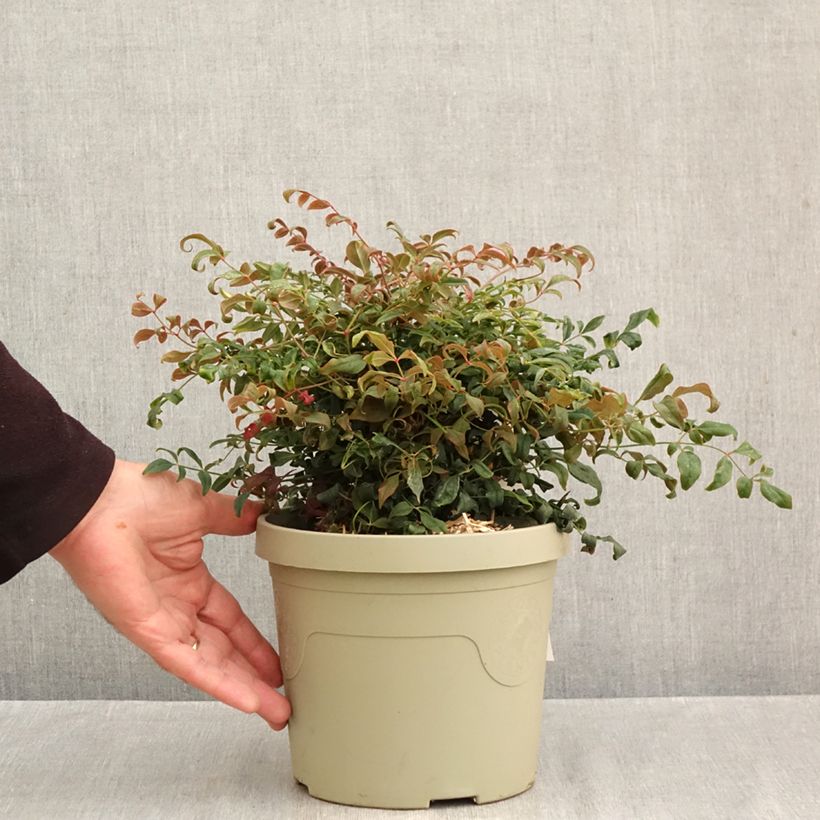 Nandina domestica Curly Obsessed - Sacred Bamboo 3L/4L pot sample as delivered in autumn