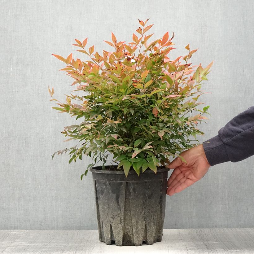 Nandina domestica Gulf Stream - Sacred Bamboo 7.5L/10L pot sample as delivered in summer