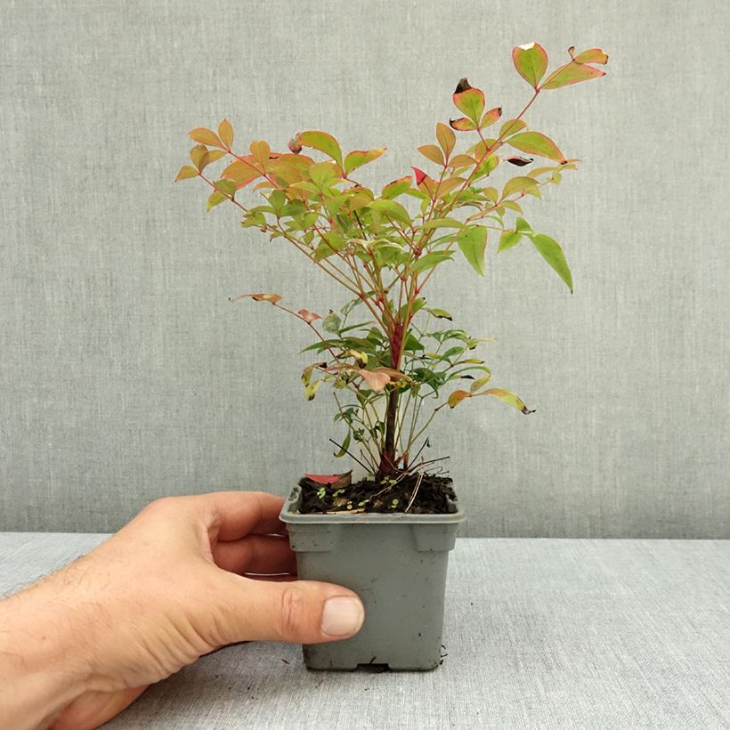 Nandina domestica Gulf Stream - Sacred Bamboo 8/9 cm pot sample as delivered in summer