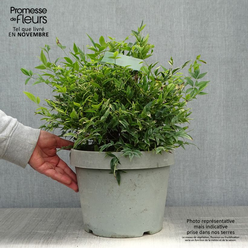 Nandina domestica Lemon Lime - Sacred Bamboo 7.5L/10L pot sample as delivered in autumn