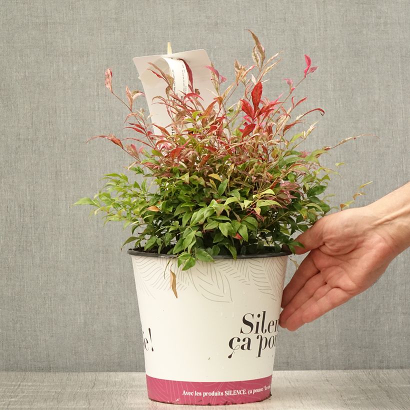 Nandina domestica Red Light - Sacred Bamboo 3L/4L pot sample as delivered in summer