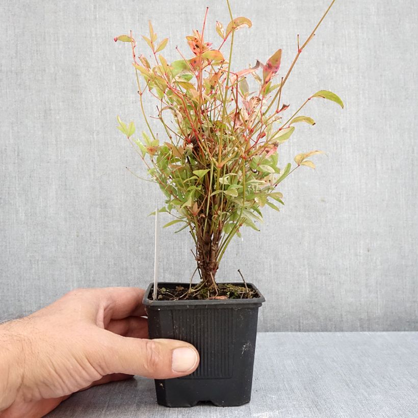 Nandina domestica Twilight - Sacred Bamboo 8/9 cm pot sample as delivered in autumn