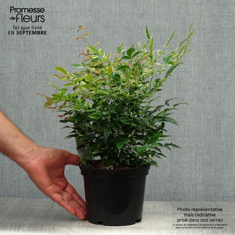 Nandina domestica Twilight - Sacred Bamboo 2L/3L pot sample as delivered in autumn