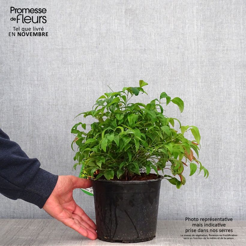 Nandina domestica Woods Dwarf - Sacred Bamboo 2L/3L pot sample as delivered in autumn