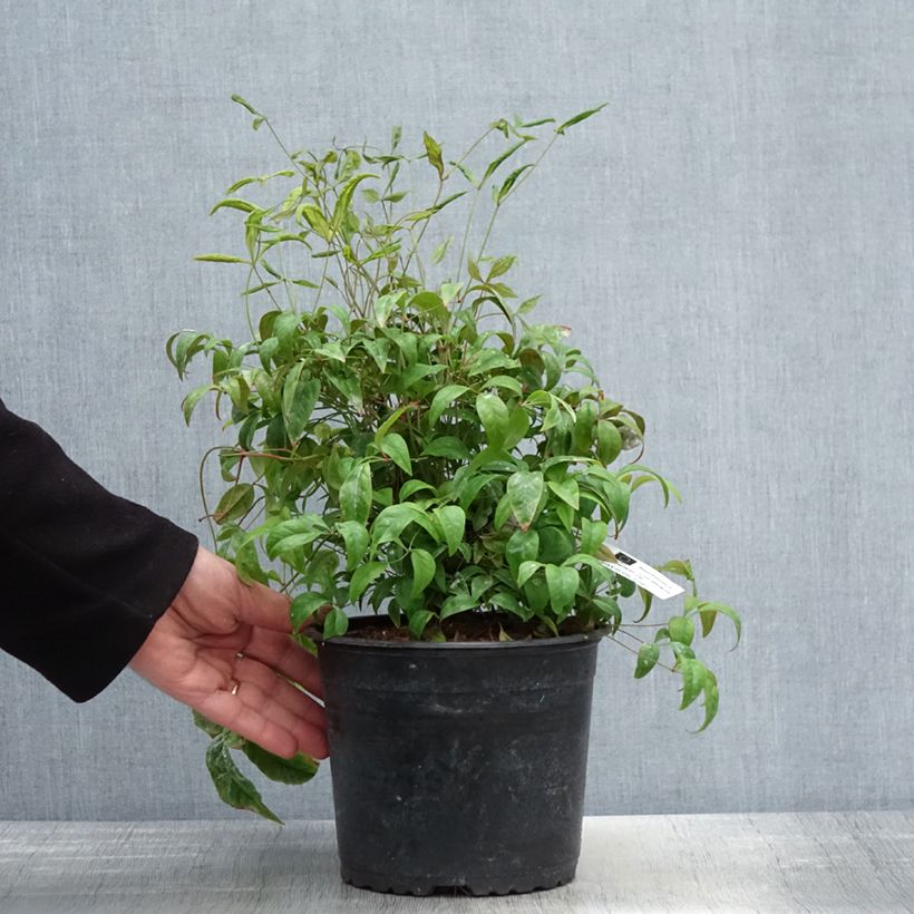 Nandina domestica Woods Dwarf - Sacred Bamboo 2L/3L pot sample as delivered in spring