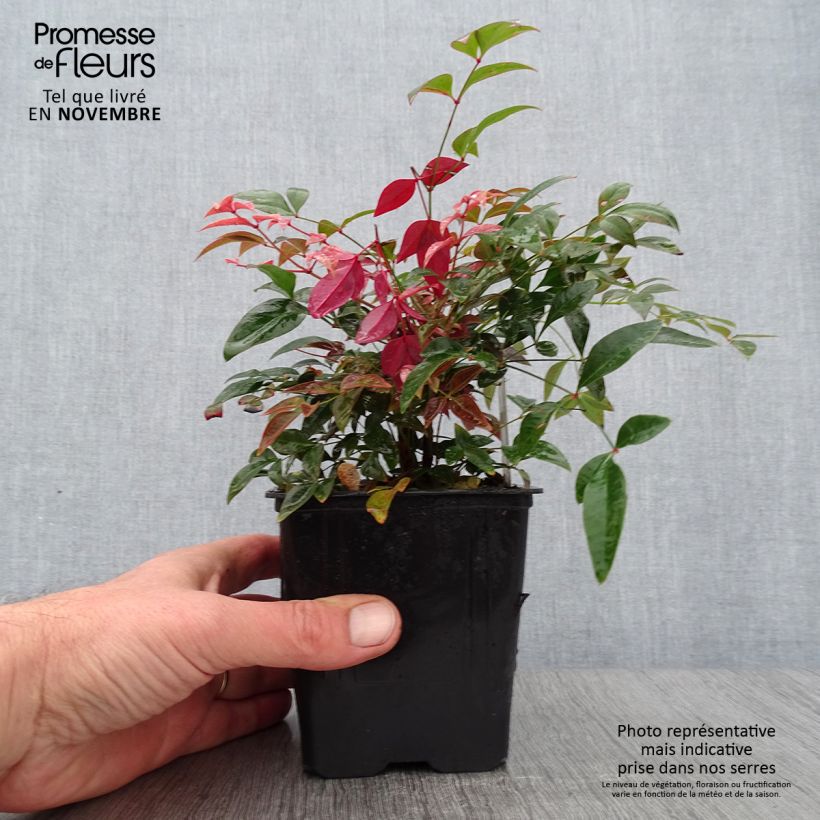 Nandina Obsessed Seika - Sacred Bamboo 8/9 cm pot sample as delivered in autumn