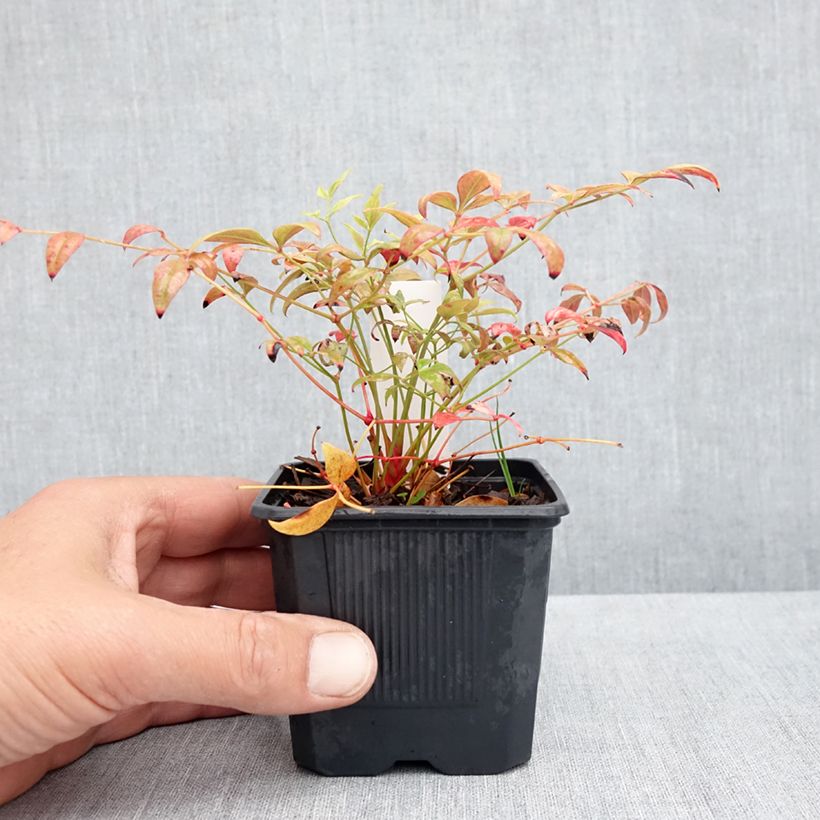 Nandina Obsessed Seika - Sacred Bamboo 8/9 cm pot sample as delivered in spring