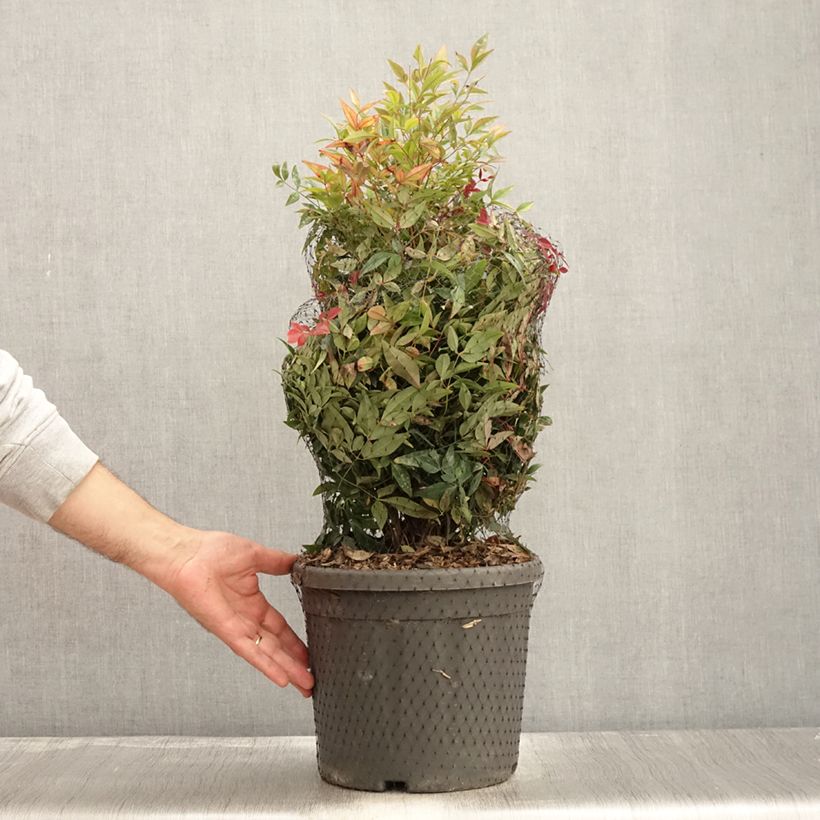 Nandina Obsessed Seika - Sacred Bamboo 7.5L/10L pot sample as delivered in autumn