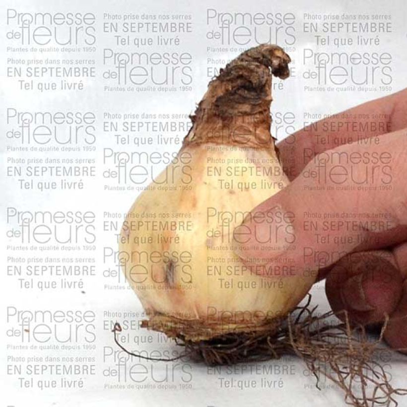 Example of Narcissus Misty Glen Bulb size 12 specimen as delivered