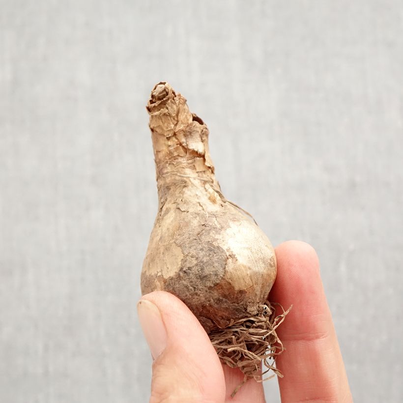 Narcissus Acropolis Bulb size 12+ sample as delivered in autumn