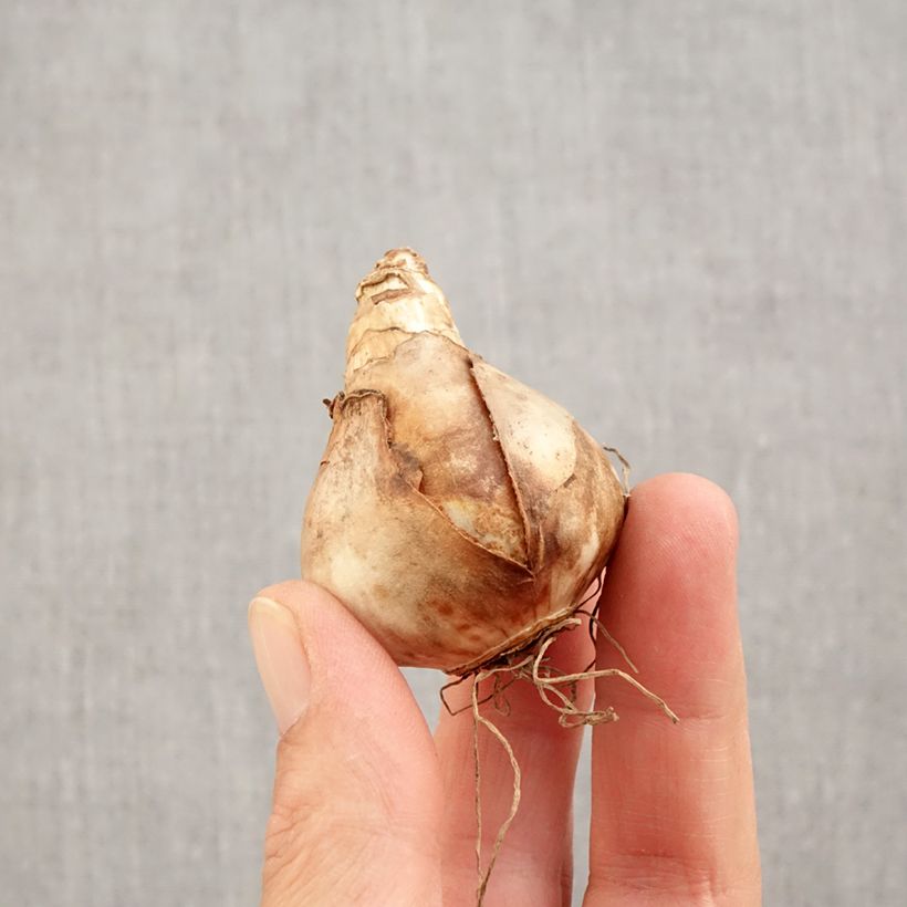 Narcissus Audubon Bulb size 14+ sample as delivered in autumn