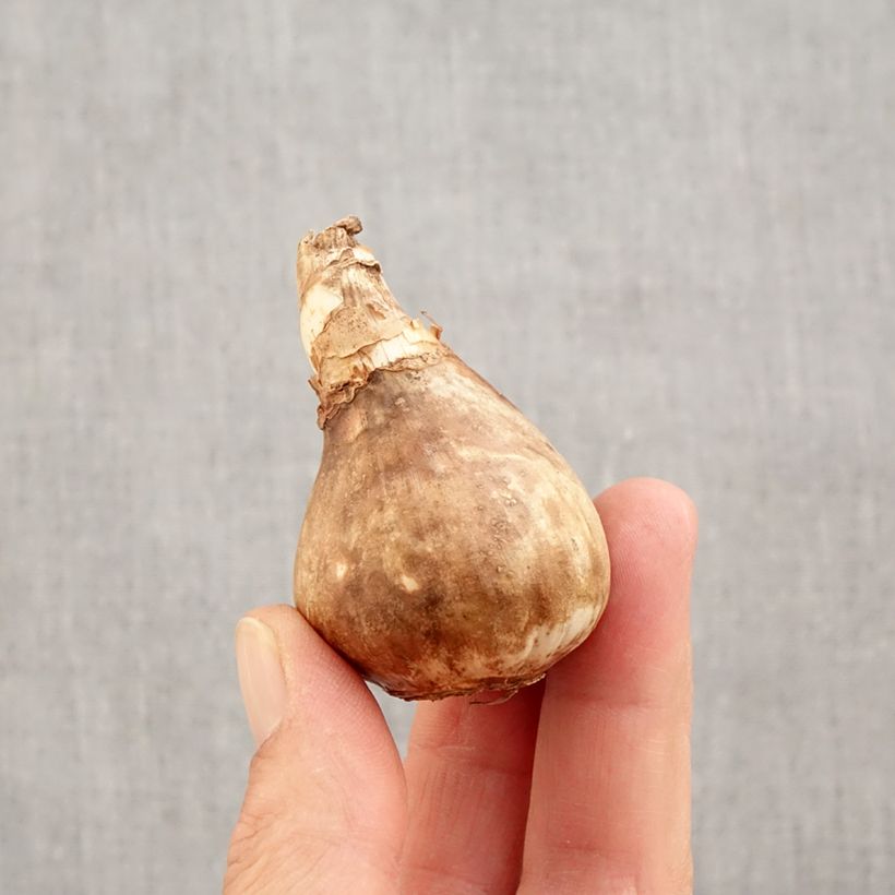 Narcissus Avalanche Bulb size 14+ sample as delivered in autumn