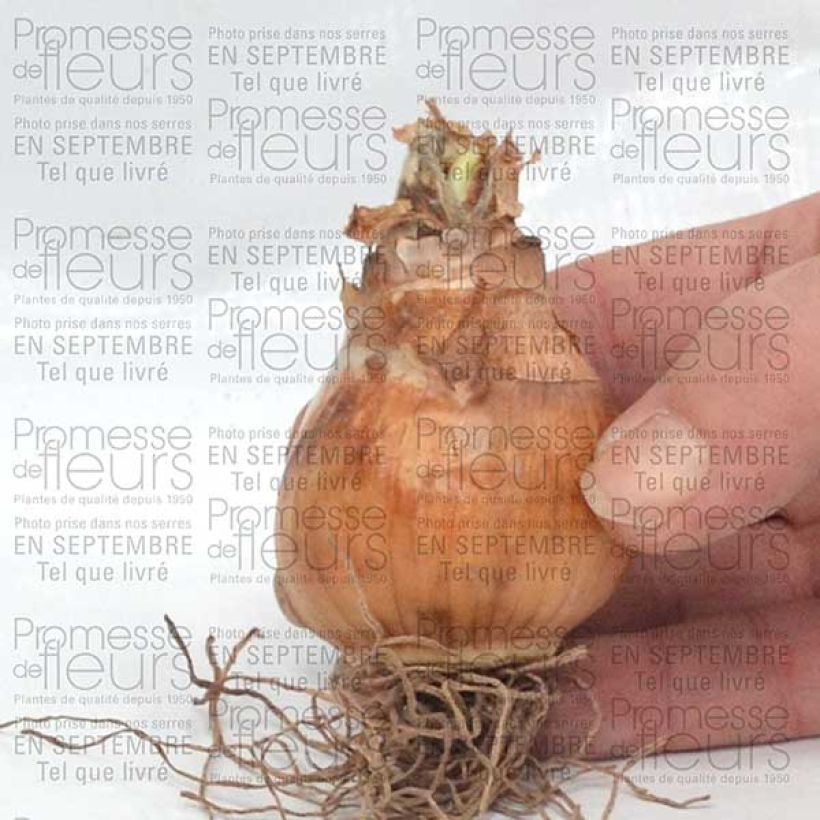 Example of Narcissus Avalon Bulb size 12+ specimen as delivered