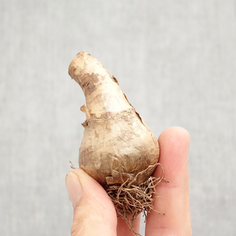 Narcissus Avalon Bulb size 12+ sample as delivered in autumn