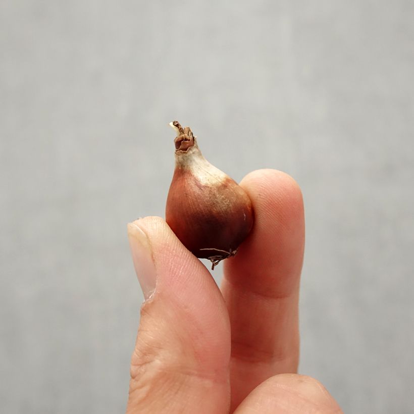 Narcissus Baby Moon Bulb size 10+ sample as delivered in autumn