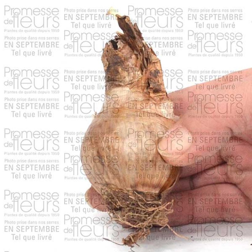 Example of Narcissus Barrett Browning Bulb size 12+ specimen as delivered