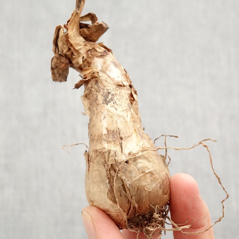 Narcissus Barrett Browning Bulb size 12+ sample as delivered in autumn