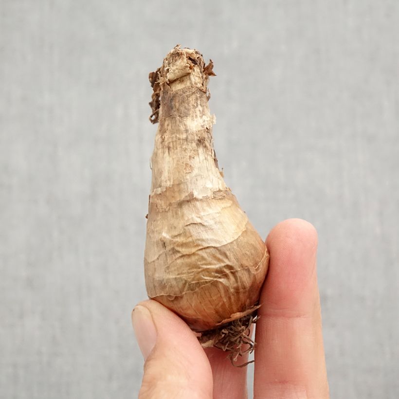 Narcissus Berlin Bulb size 12+ sample as delivered in autumn