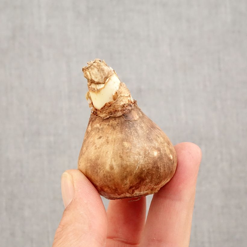 Narcissus Blazing Starlet - Daffodil Bulb size 14+ sample as delivered in autumn