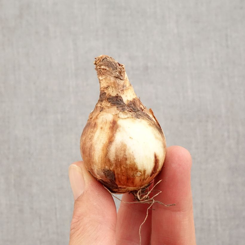 Narcissus Bridal Crown Bulb size 14/16 sample as delivered in autumn