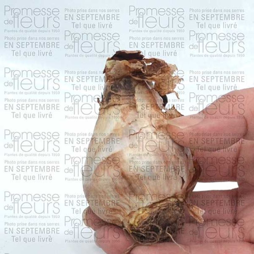 Example of Narcissus  Camelot - Daffodil, Narcissus Bulb size 12+ specimen as delivered