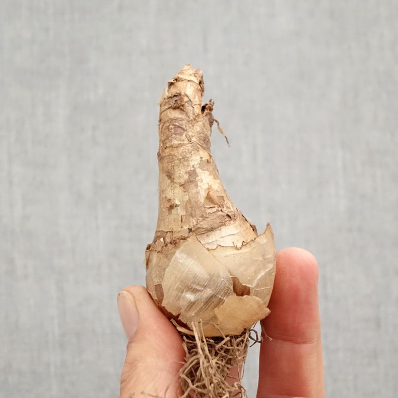 Narcissus Cassata - Daffodil Bulb size 12+ sample as delivered in autumn