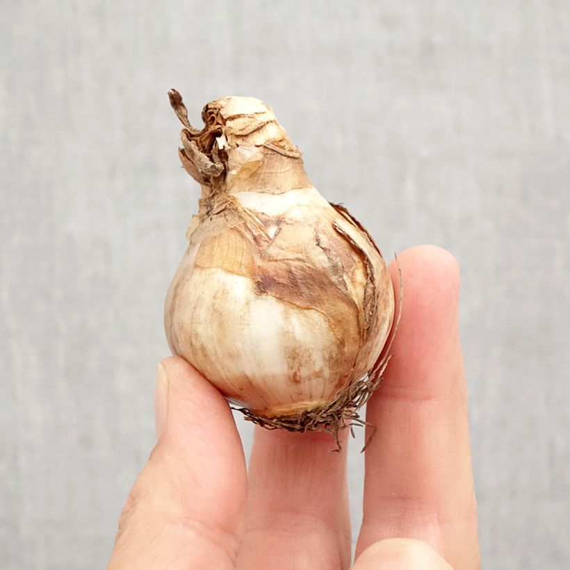 Narcissus Changing Colours Bulb size 12+ sample as delivered in autumn