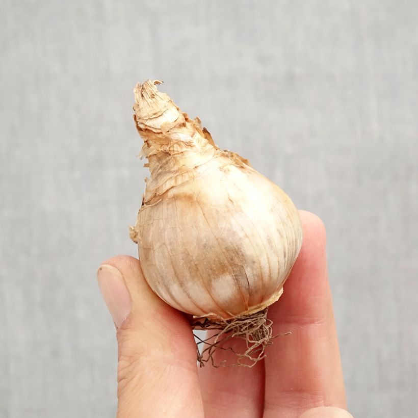 Narcissus Copper Queen Bulb size 12+ sample as delivered in autumn