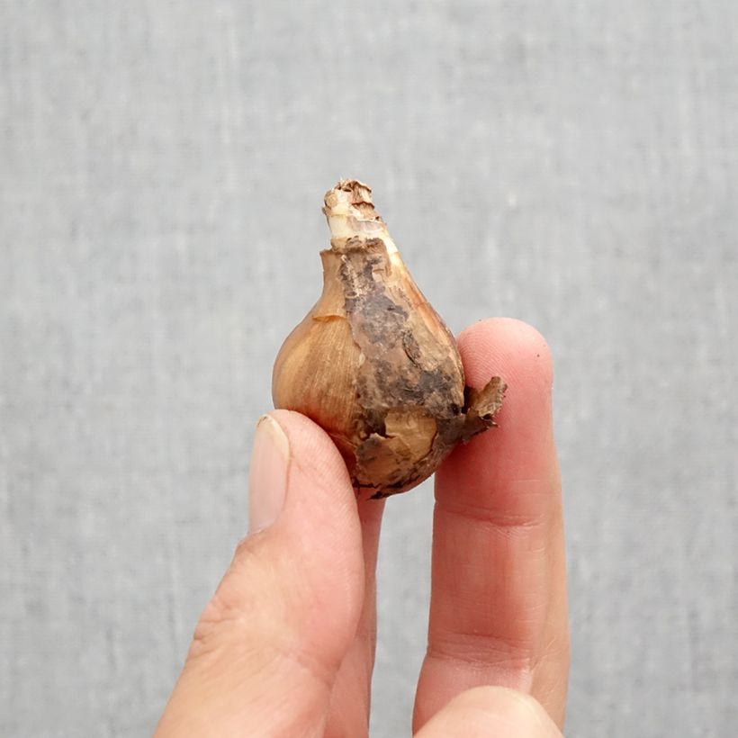 Narcissus Curlew - Daffodil Bulb size 10+ sample as delivered in autumn