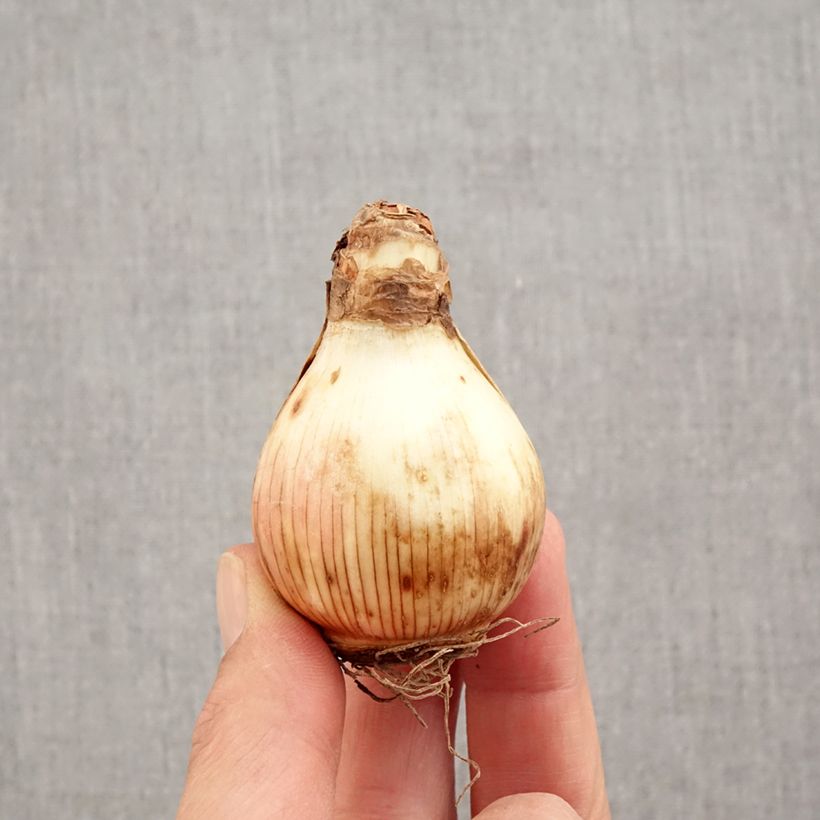Narcissus Dick Wilden - Daffodil Bulb size 14/16 sample as delivered in autumn