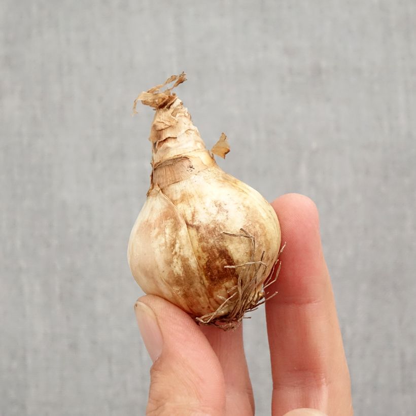 Narcissus Dreamlight - Daffodil Bulb size 12+ sample as delivered in autumn