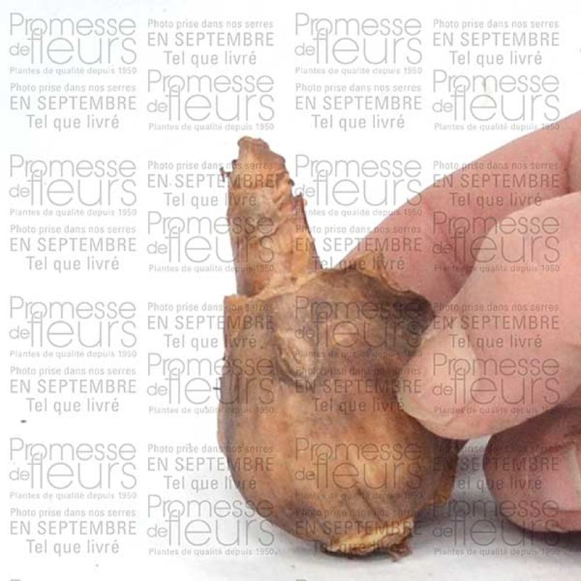 Example of Narcisse Dutch Master Bulbe calibre 12+ specimen as delivered