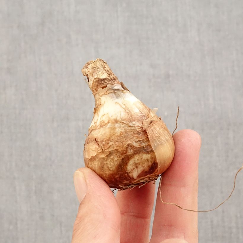 Narcissus Early Sensation Bulb size 14+ sample as delivered in autumn