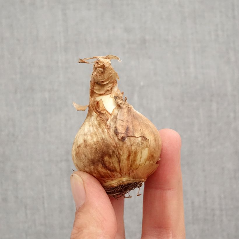 Narcissus Edna Earl - Daffodil Bulb size 12+ sample as delivered in autumn