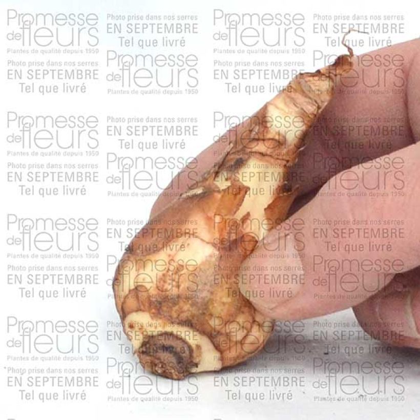 Example of Narcissus Finland Bulb size 14+ specimen as delivered