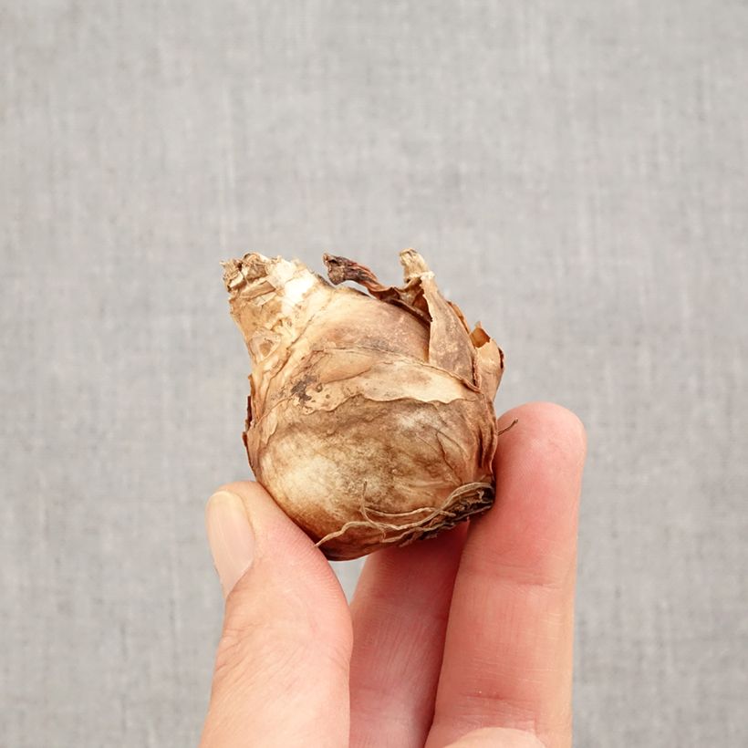 Narcissus Finland Bulb size 14+ sample as delivered in autumn