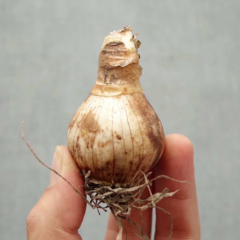 Narcissus Foresight - Daffodil Bulb size 22 sample as delivered in autumn