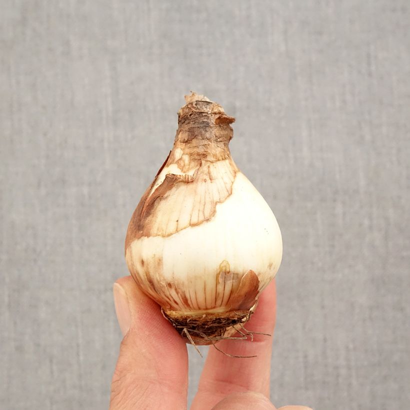 Narcissus Fortissimo Bulb size 14/16 sample as delivered in autumn