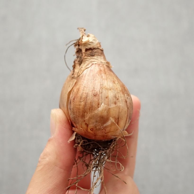 Narcissus Giant Split - Daffodil Bulb size I sample as delivered in autumn